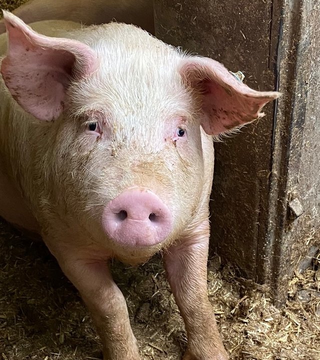"Terra Xpress - Hilfe, was essen wir da?": Ein Strohschwein schaut in die Kamera.