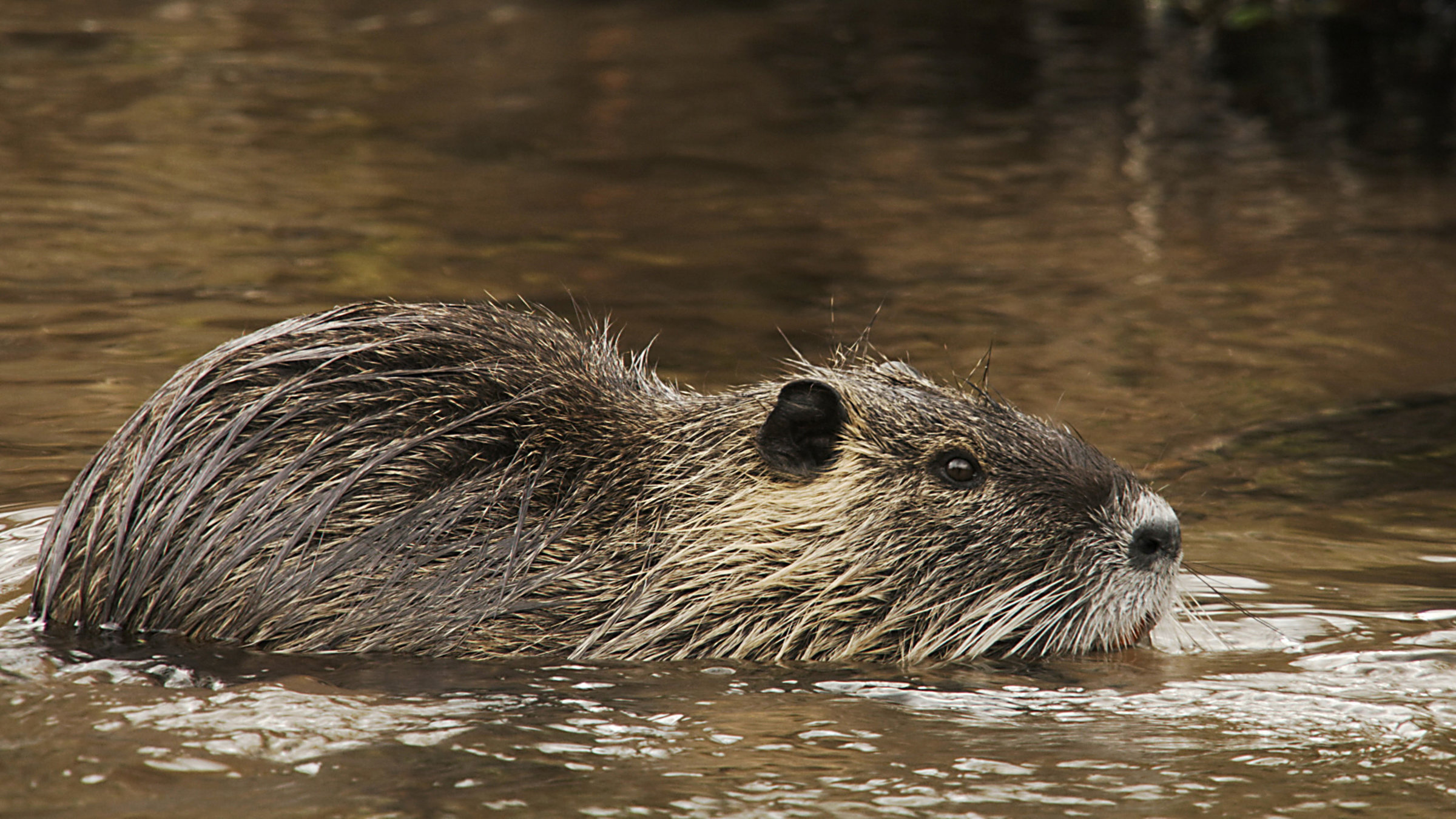 "Freche Viecher - Nutrias": Ein Nutria im Wasser