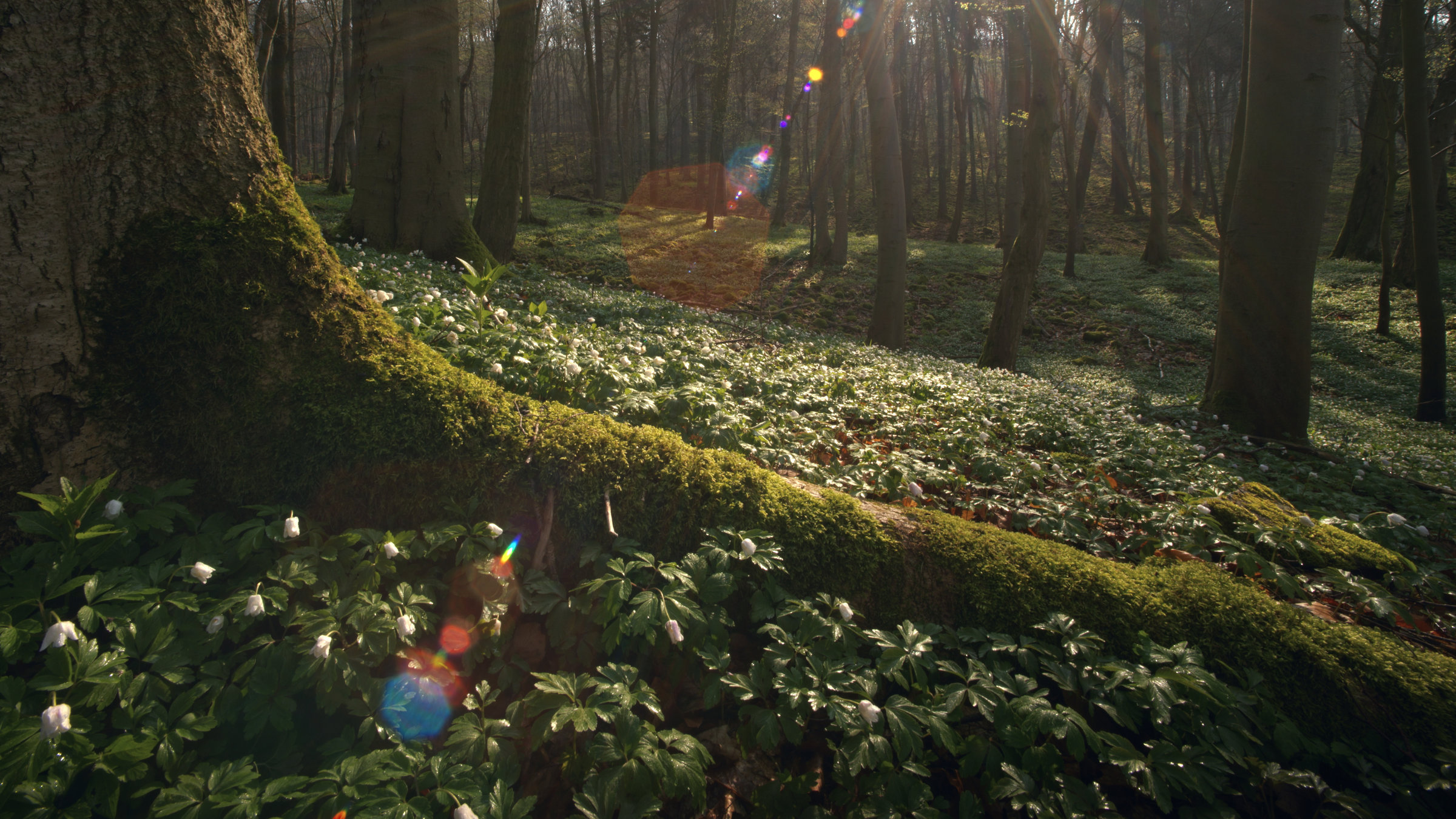 "Das geheime Leben der Bäume": Blick in einen Wald nah am Boden. Im Vordergrund der moosbewachsene Wurzelstrang eines stämmigen Baumes links vom Kamerastandpunkt. Lichtstrahlen dringen durch das Laub bis zum Baumstamm.