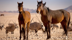 Afrikas Wilder Westen - Namibias Wüstenpferde