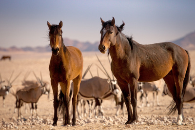 Afrikas Wilder Westen - Namibias Wüstenpferde