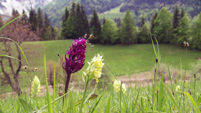 Verborgene Schönheit - Auf den Spuren der wilden<br/>Orchideen in Kärnten