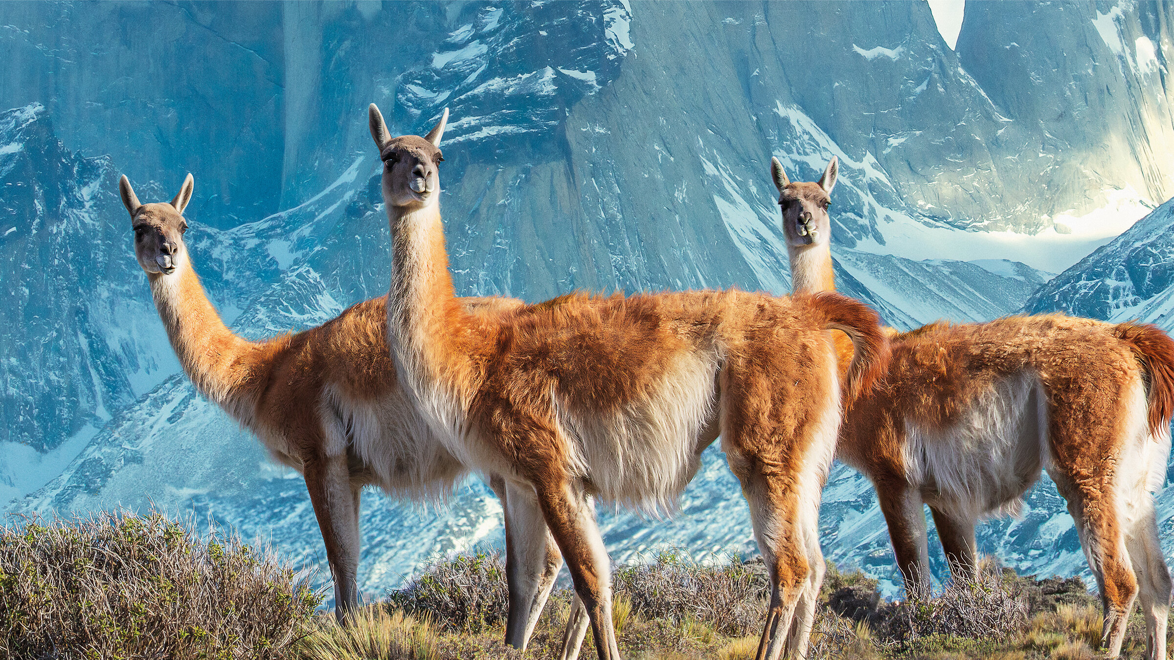 "Terra X: Sieben Kontinente - Ein Planet: Südamerika": Drei Guanakos stehen auf einem Plateau in den Höhen Südamerikas. Im Hintergrund verschneite hohe Felswände.