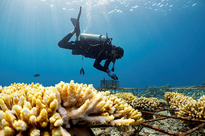 Der Korallengärtner - Rettungsversuch für ein Riff