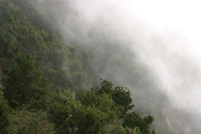Europas Urwälder: La Gomeras Nebelwald