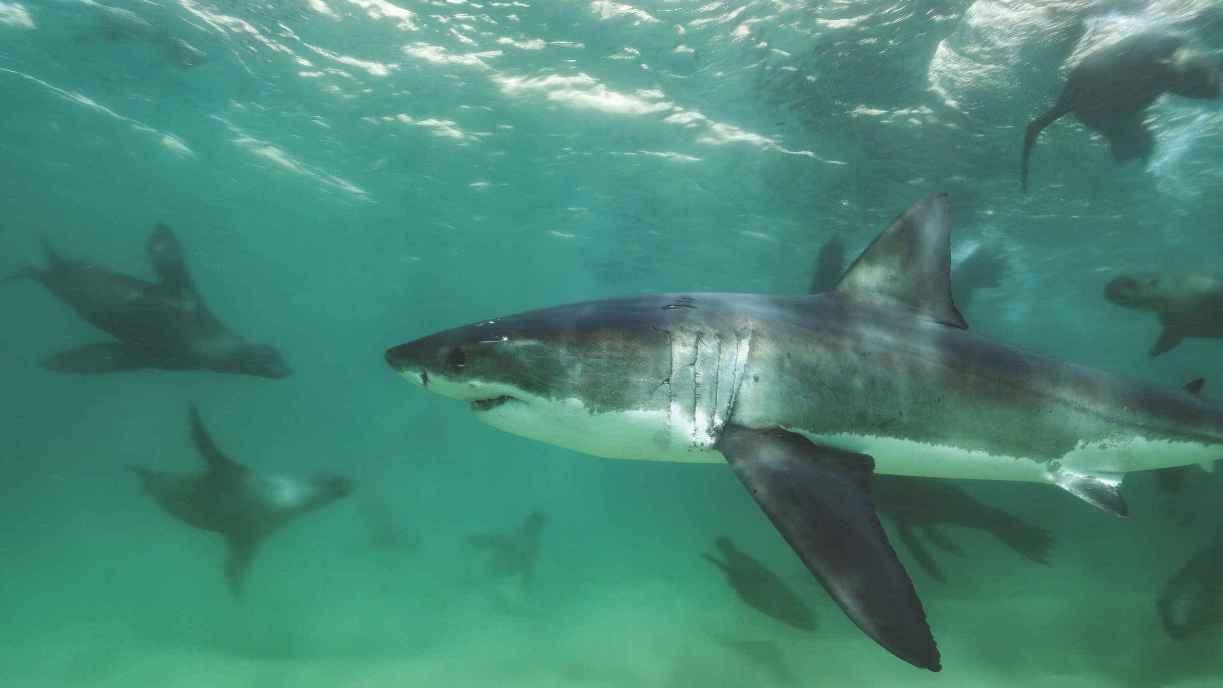 "Terra X: Unsere Erde III - Von Küstenlöwen und furchtsamen Haien": Um einen Hai herum schwimmen Seebären.