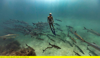 Waterwoman: Hautnah bei den Haien der Azoren