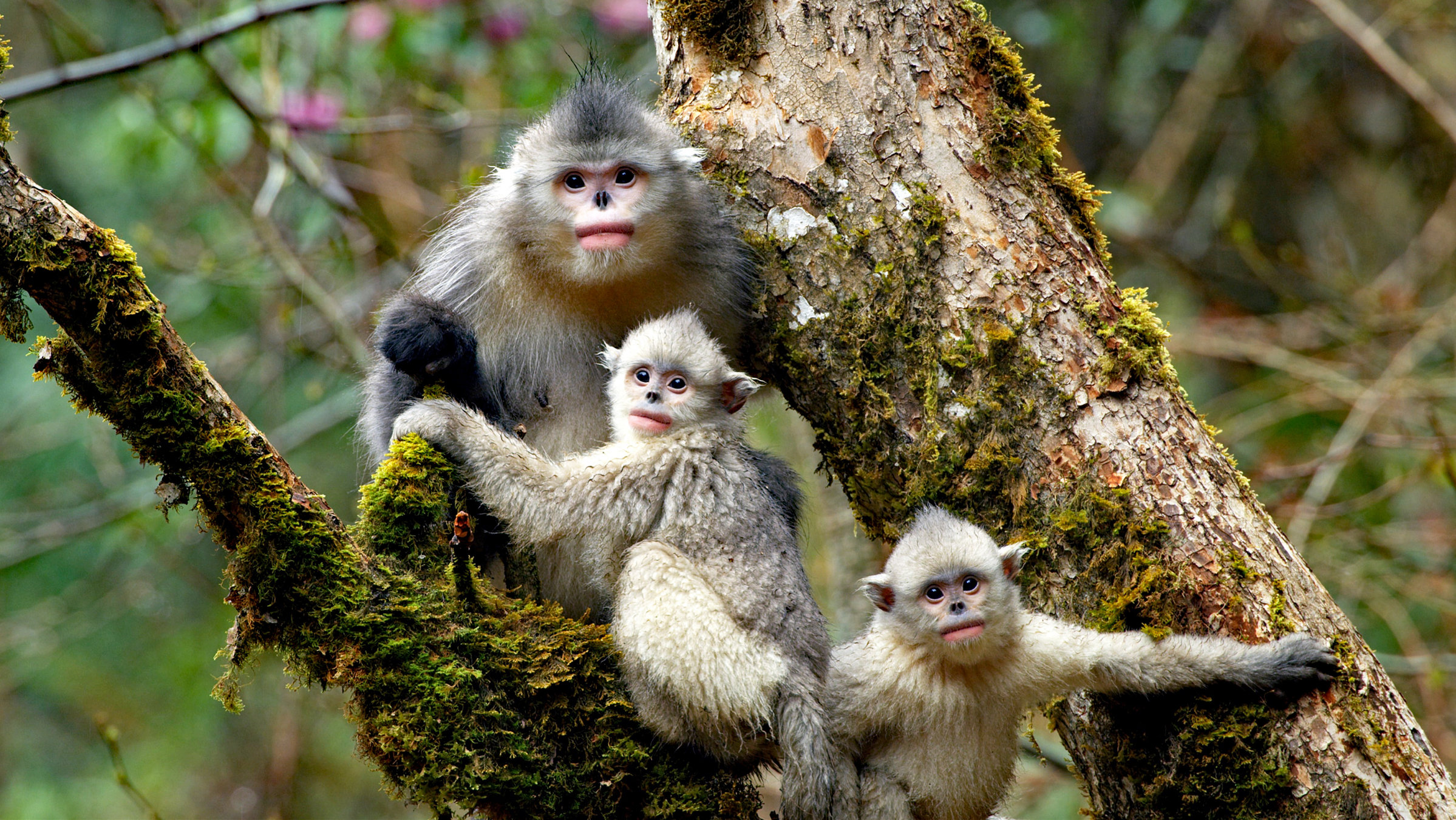 "Ein Jahr in der Wildnis Tibets": Drei Affen im Baum.
