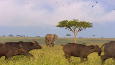 Afrikas Ikonen der Tierwelt (3/3)