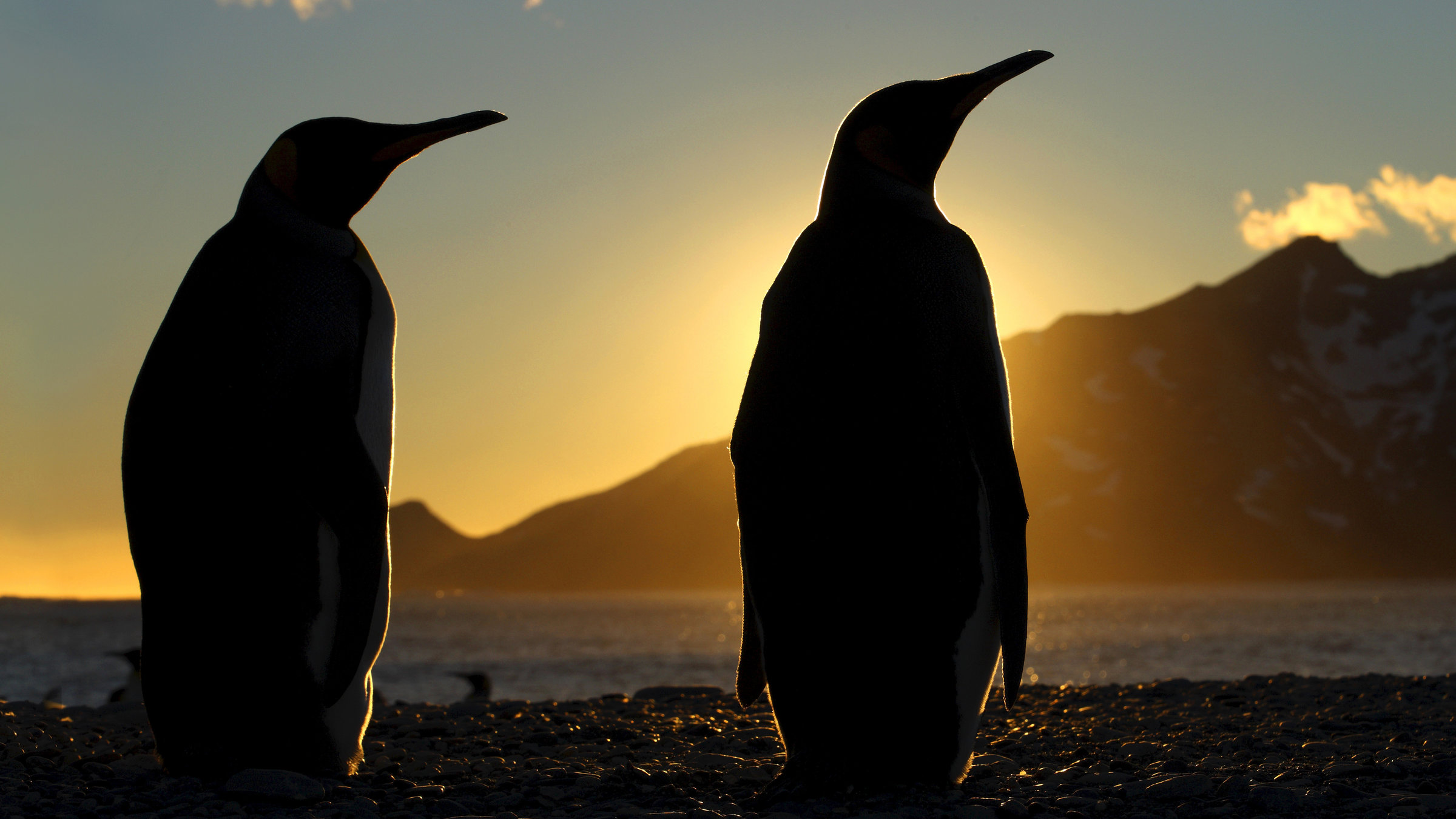 "Terra X: Eisige Welten - Aufbruch ins Leben": Zwei Königspinguine im Sonnengang.