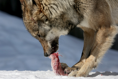 Unter Wölfen, Bären und Geiern - Ein Jahr im Wildpark Mautern