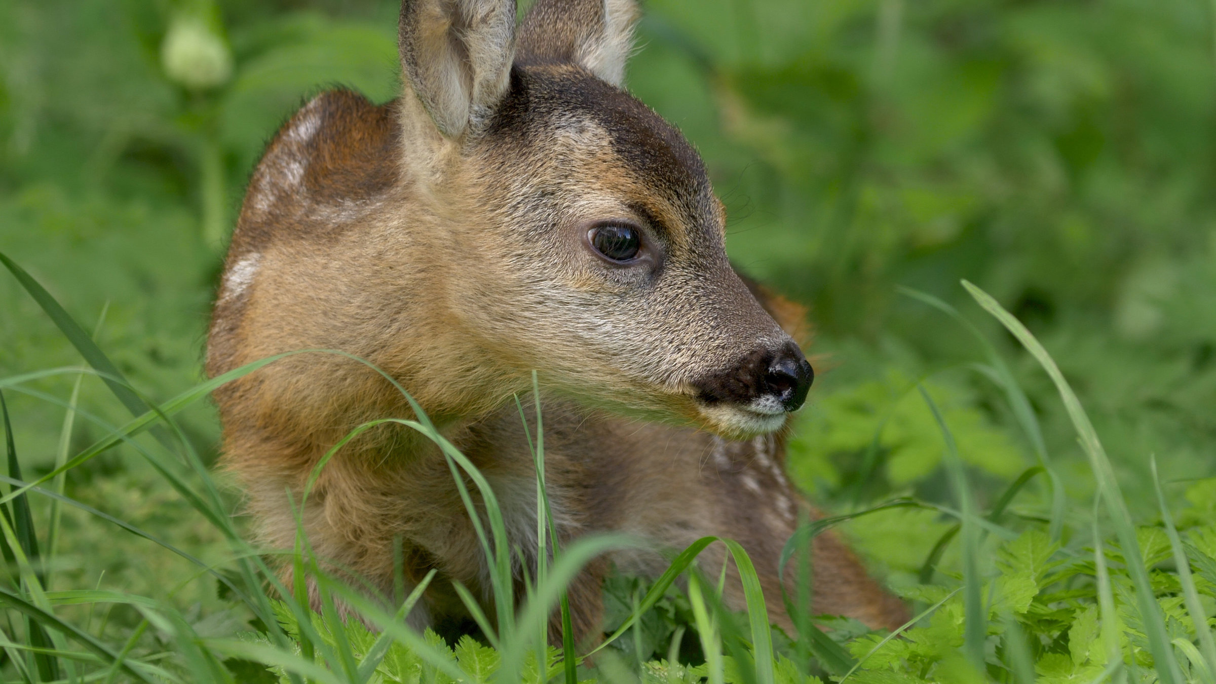 "Kitz & Co. - Die Kunst des Verschwindens": Rehkitz.