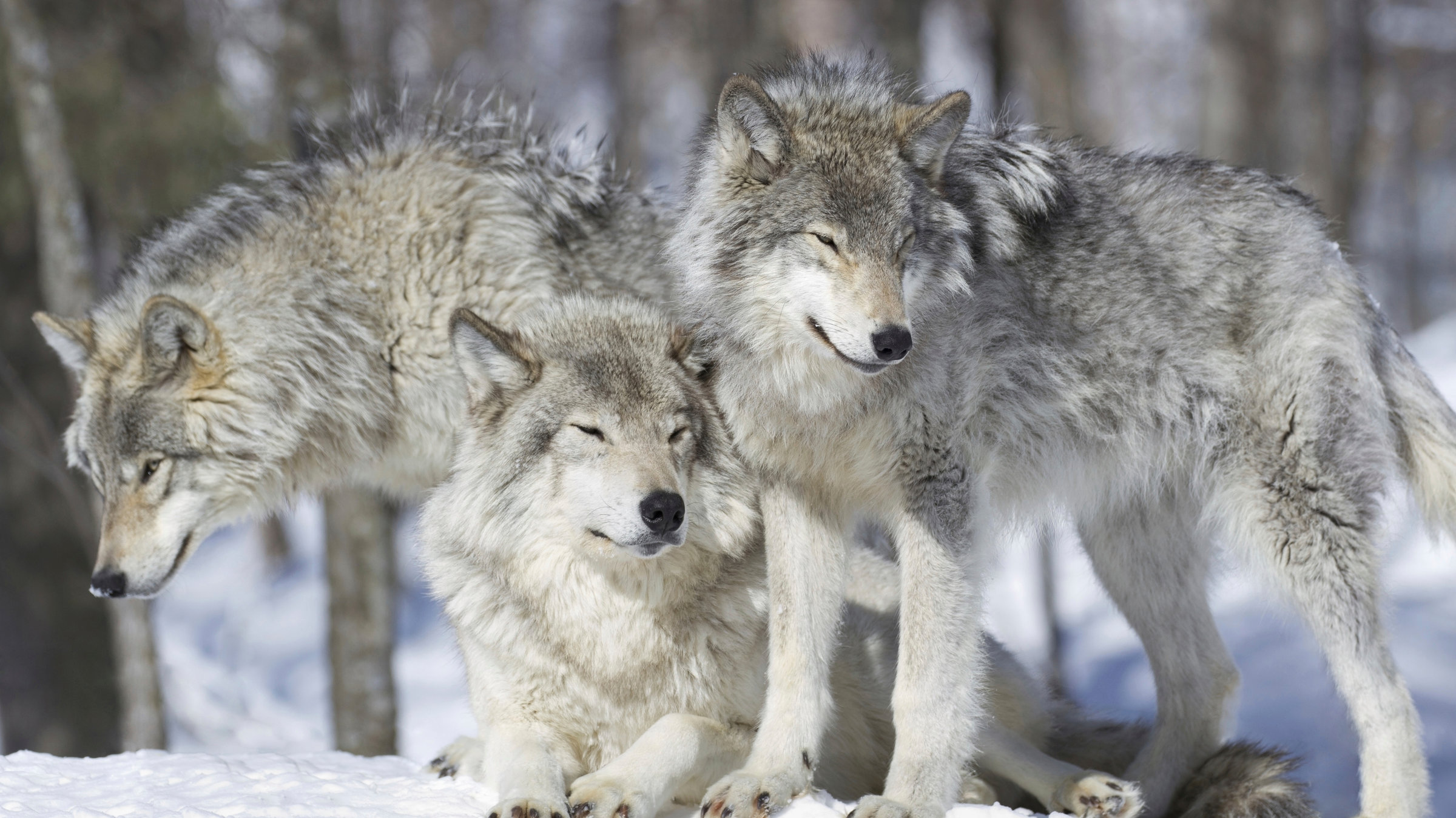 "Leben im Rudel": Drei Wölfe im Schnee.