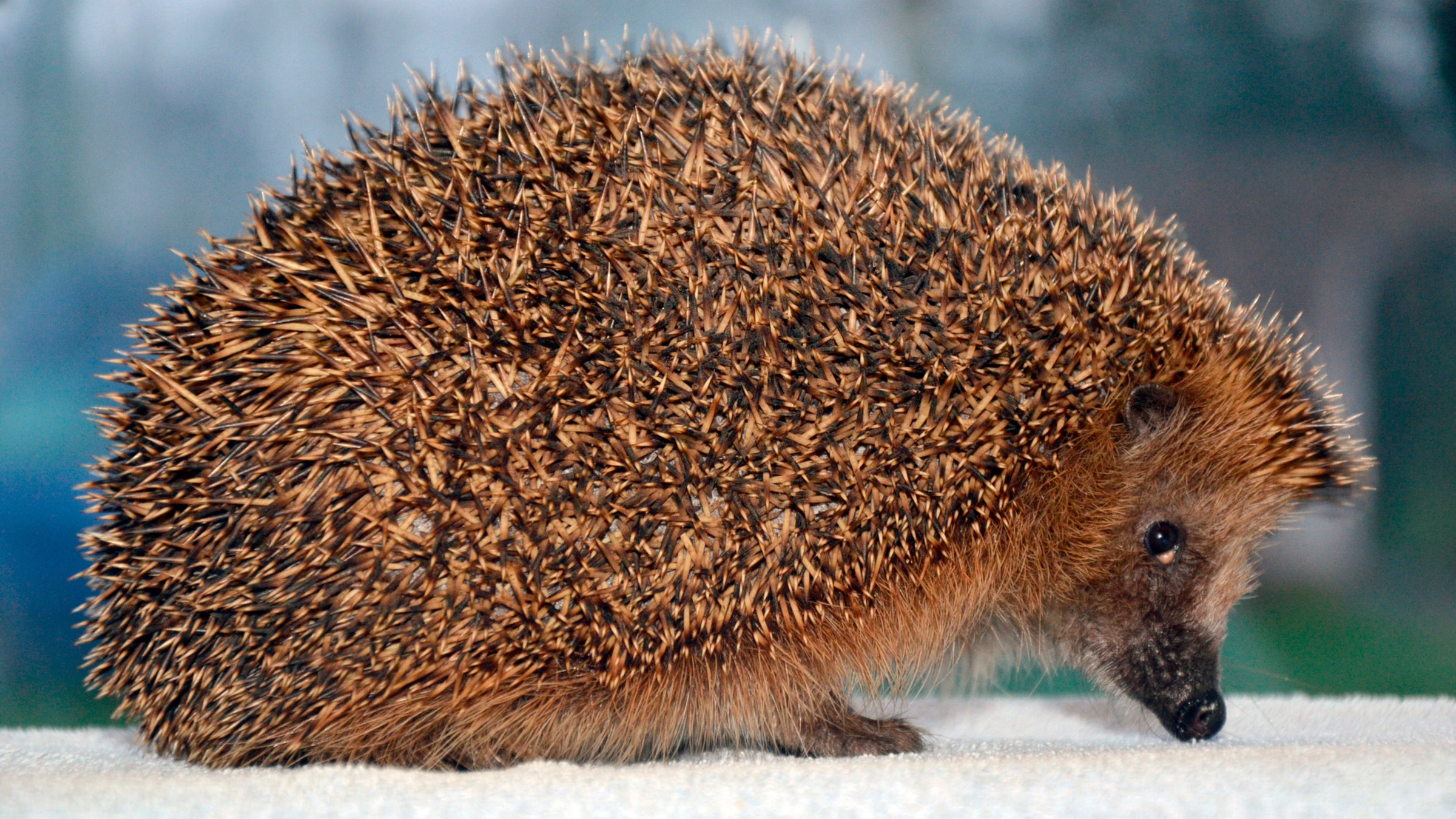 "Der Stachelritter": Ein Igel.