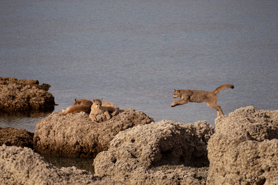 Sieben Kontinente - Ein Planet (3/7)