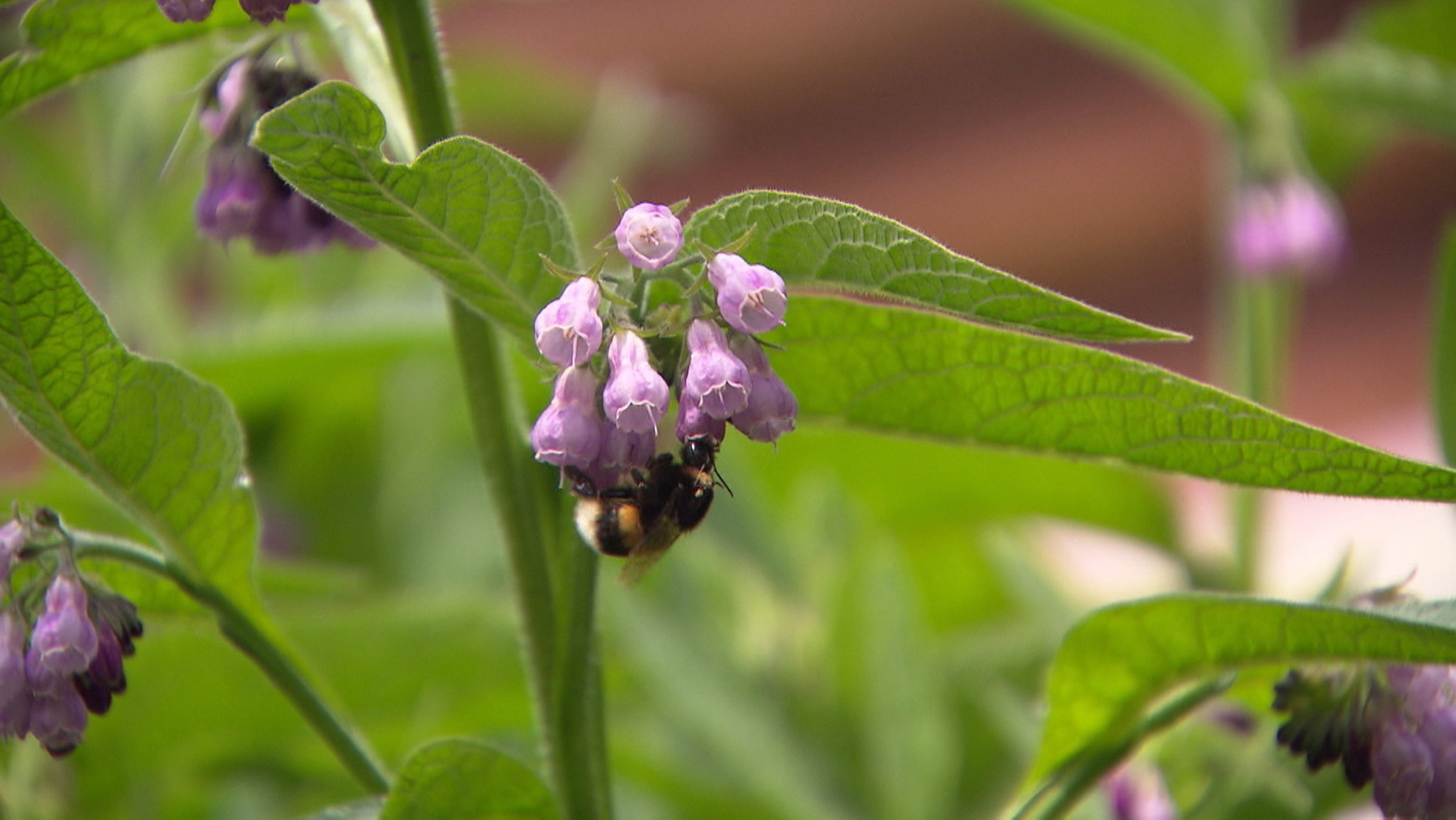 "Das Land blüht auf - Natur in Salzburgs Gartenparadiesen": Hummel auf Beinwellblüte.