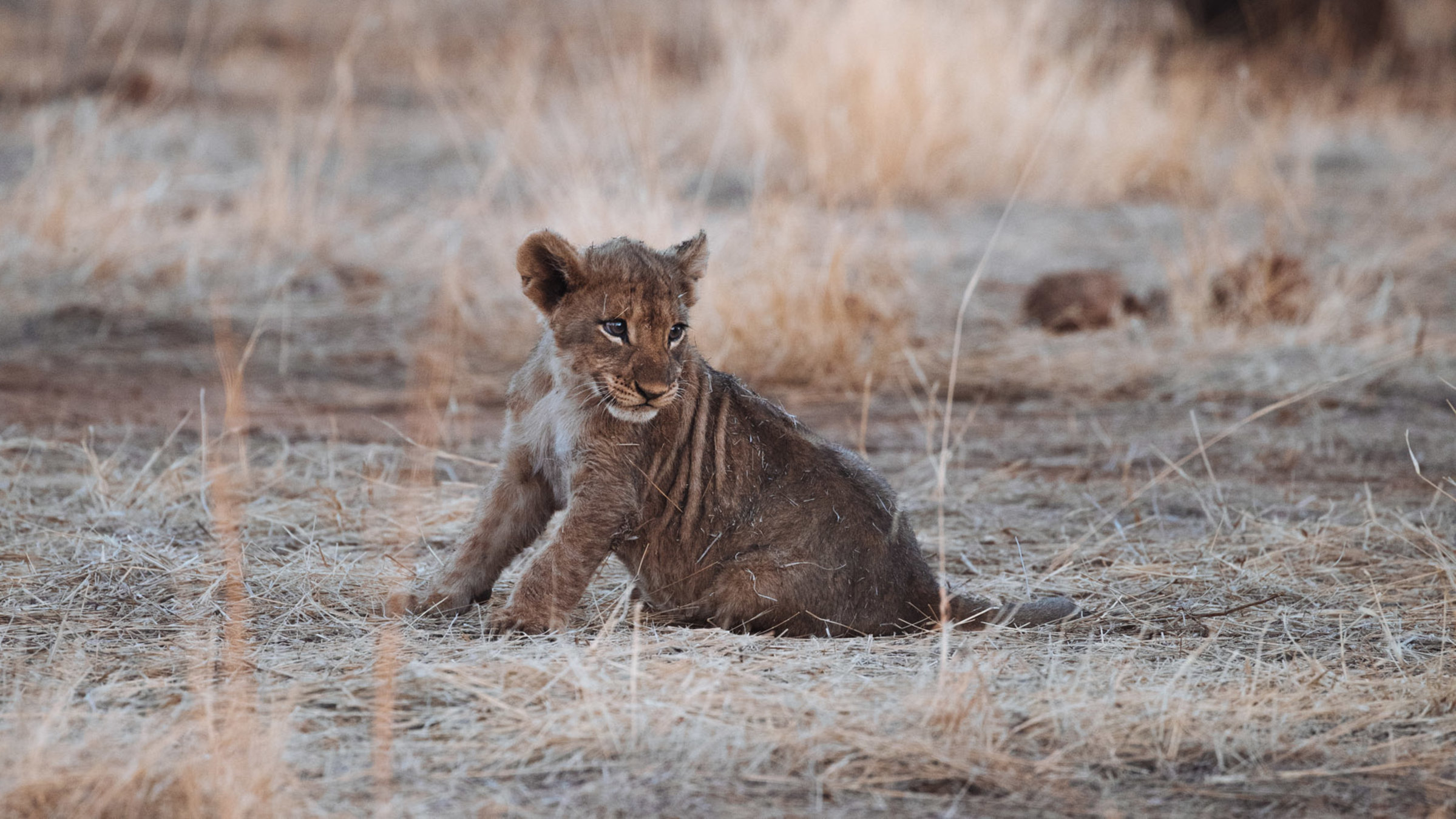 "Tierkinder der Wildnis (2/5) - Chinga, die Löwin": Chinga sitzt.