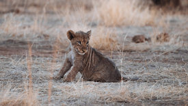 Tierkinder der Wildnis: Chinga, die Löwin