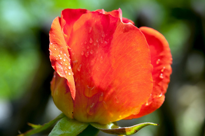 Rose - Königin der Blumen