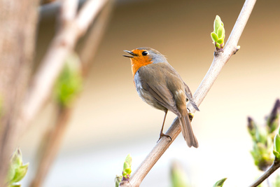 Gefiederte Nachbarn - Die bunte Welt der Gartenvögel