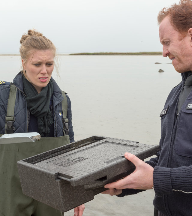 "SOKO Wismar – Die Wärme des Körpers":  Anneke van der Meer (Isabel Berghout) und Kai Timmermann (Mathias Junge) suchen den Strand nach weißem Phosphor ab.