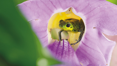 Die Farben der Tierwelt (1/2)