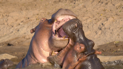 Die Großkatzen der Masai Mara (2/2)