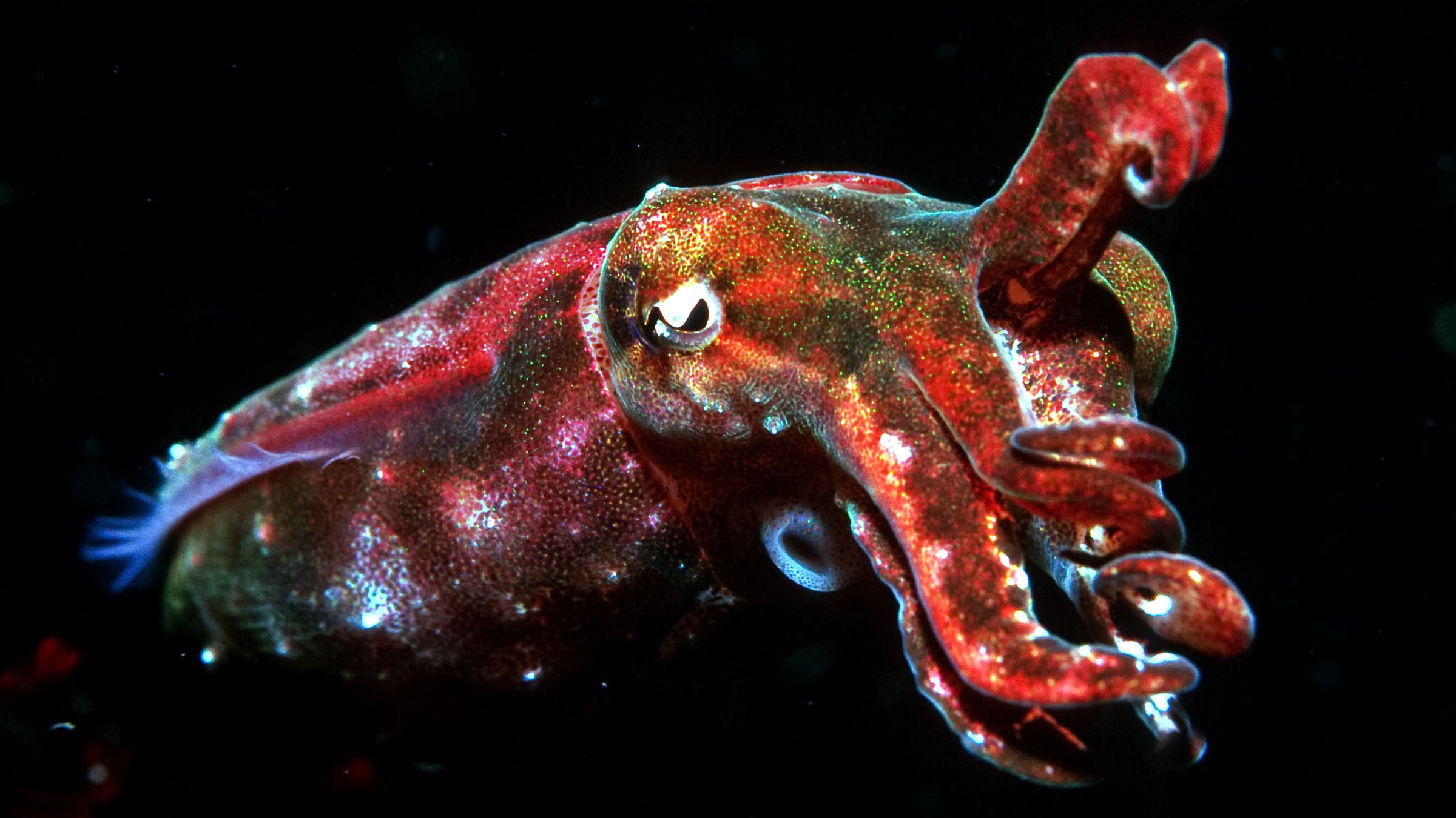 "Die See der kleinen Monster" - Tintenfisch