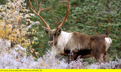 Wildes Skandinavien