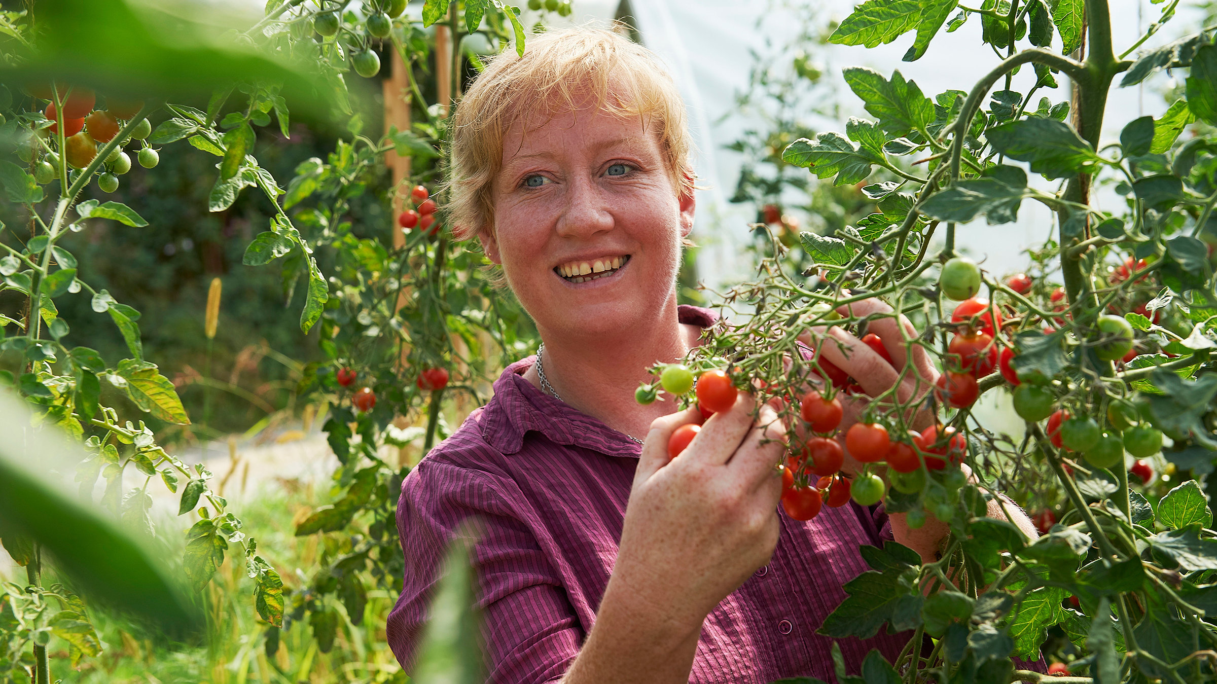 "Lecker aufs Land - Eine kulinarische Herbstreise - Die Obstbäuerin vom Bodensee": Gastgeberin Claudia Rueß inmitten von Tomatenpflanzen