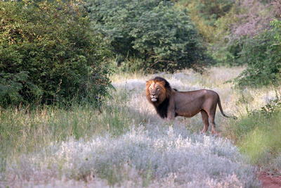 Das umstrittene Wildreservat in der Kalahari