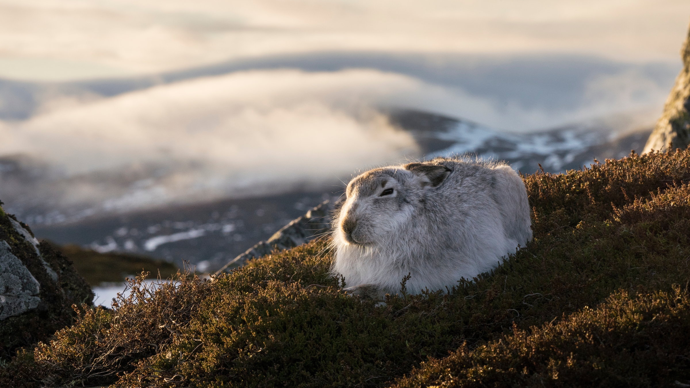 "Schottlands wilde Jahreszeiten (4/4) - Winter": Ein Schneehase liegt auf braunem Heidekraut.