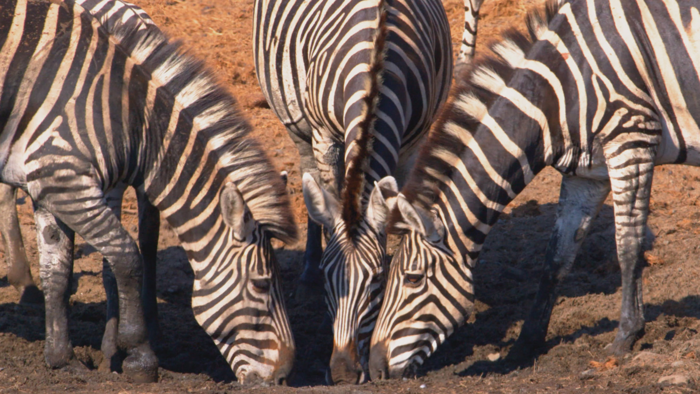 "Faszination Afrika (3/5) - Tiere im Mashatu-Reservat": Zebras trinken aus einer Pfütze.