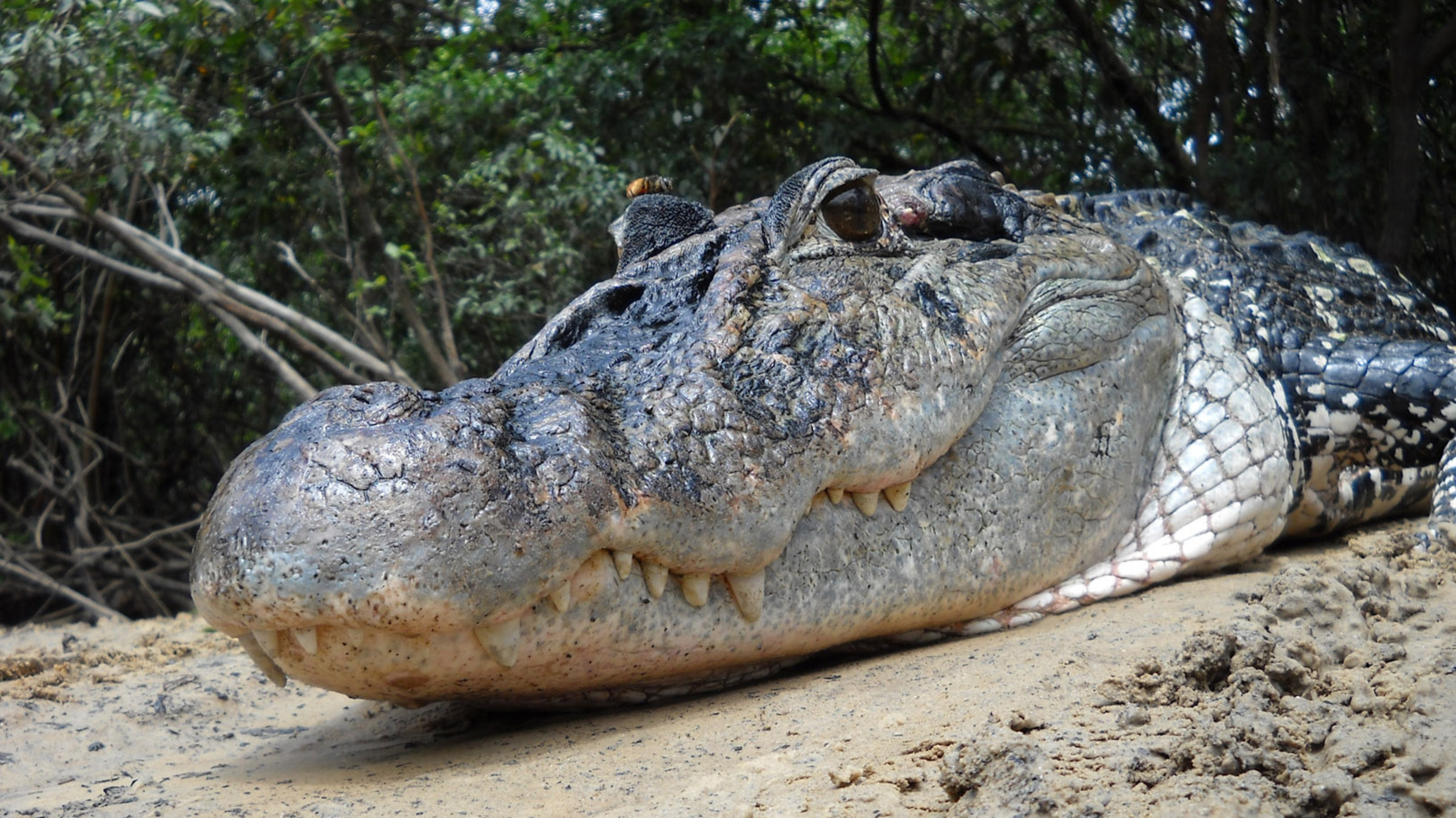 "Tief im Regenwald (1/2) - Im Bann des Kaimans": Ein Schwarzer Kaiman in Nahaufnahme.