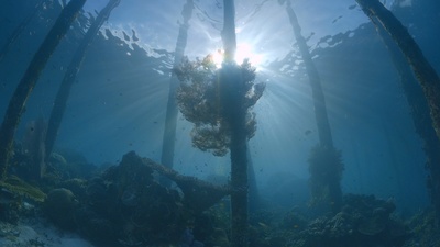 Into the Blue – Indonesiens Unterwasserparadiese:<br/>Im Archipel Raja Ampat