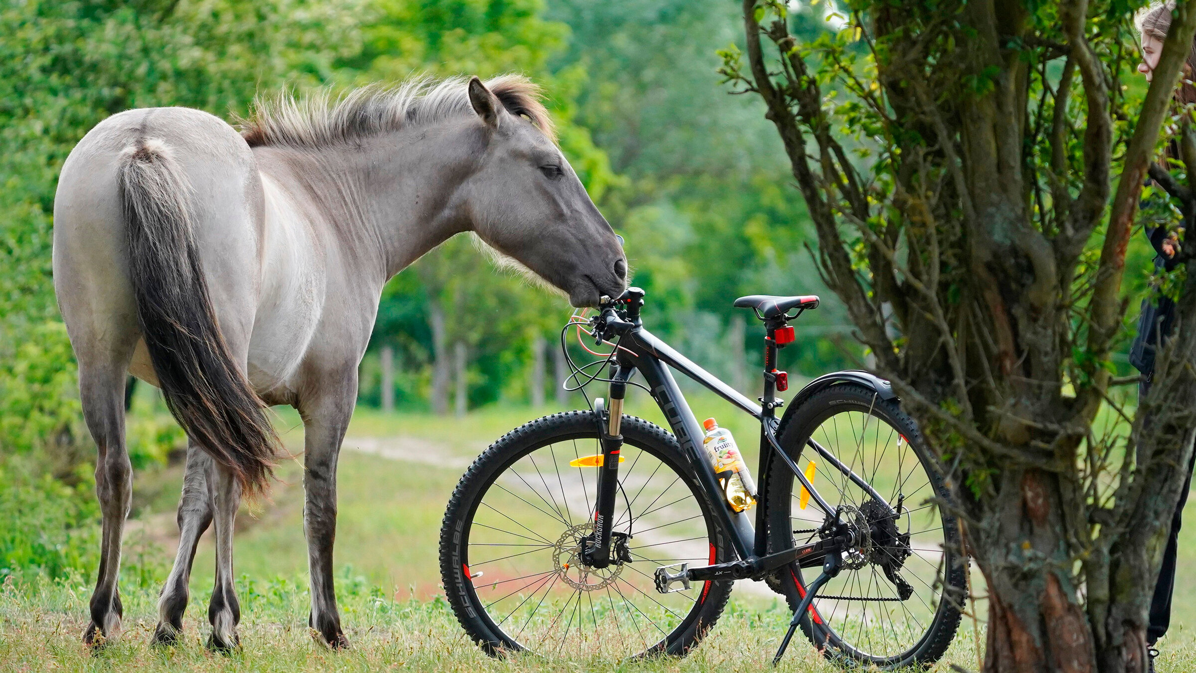 "Wo Brandenburg am schönsten ist: Der Norden und Der Süden": Fast wilde Pferde: Koniks leben im Naturpark Barnim und sind von Berlin aus per Rad gut zu erreichen.
