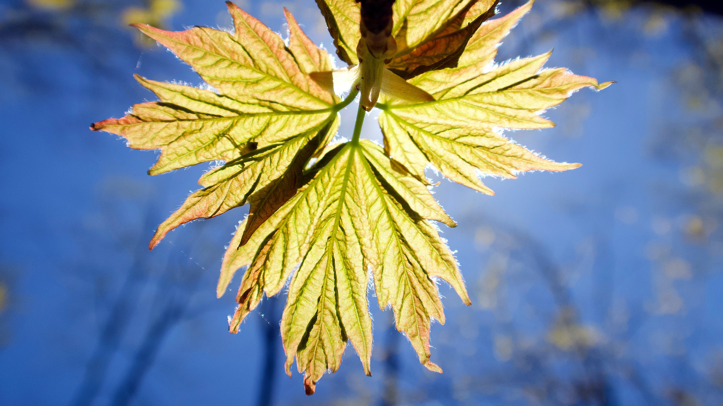 "Terra X: Unser grüner Planet - Jahreszeiten": Blick auf ein Ahornblatt im Sonnenschein
