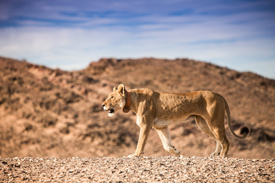 Wüstenkönige - Die Löwen der Namib