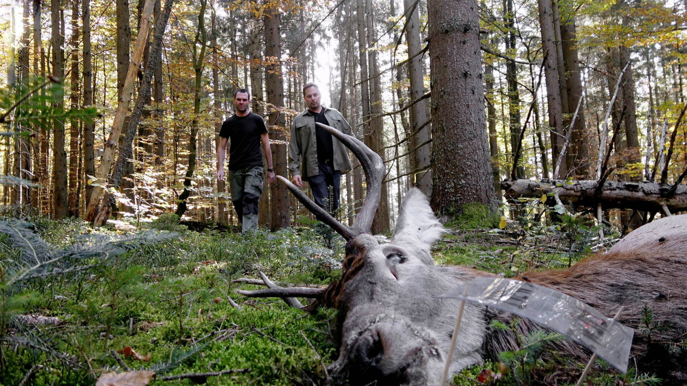 "Festmahl der Tiere": Die Kadaverforschung im Nationalpark Bayerischer Wald zieht auch internationale Forscher zu einer Besichtigung im Wald hinzu.