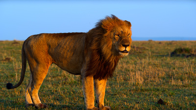 Afrikas Ikonen der Tierwelt (1/3)