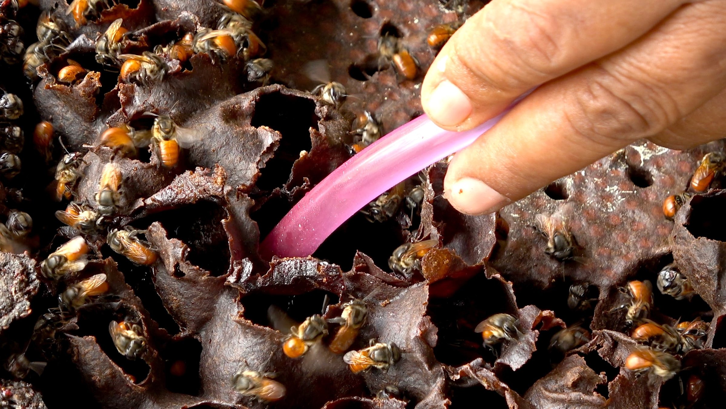 "Das süße Gold Amazoniens": Bei der Honigernte wird das süße Gold aus den Vorratskammern der Bienen abgesaugt.