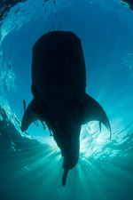 Sieben Kontinente - Ein Planet