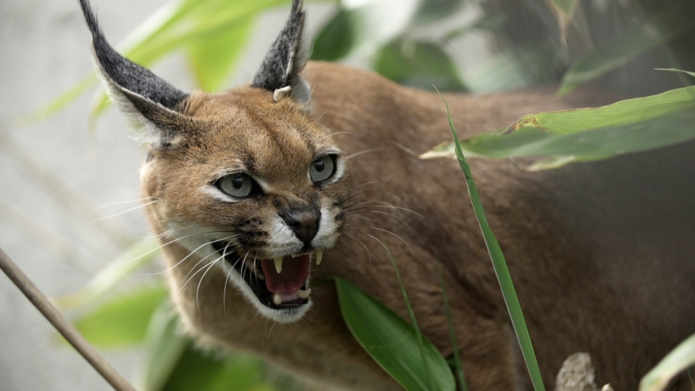 "Terra X: Geschichte der Tiere - Die Katze" Ein fauchender Karakal zwischen Palmen. Ein besonderes Merkmal sind die hörnerartigen spitzen Ohren.
