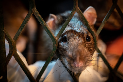 Das erstaunliche Leben der Ratten –<br/>Unterwegs in Rat City