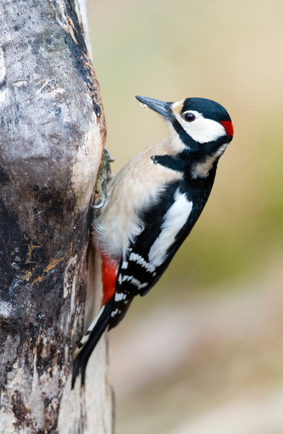 Gefiederte Nachbarn - Die bunte Welt der Gartenvögel