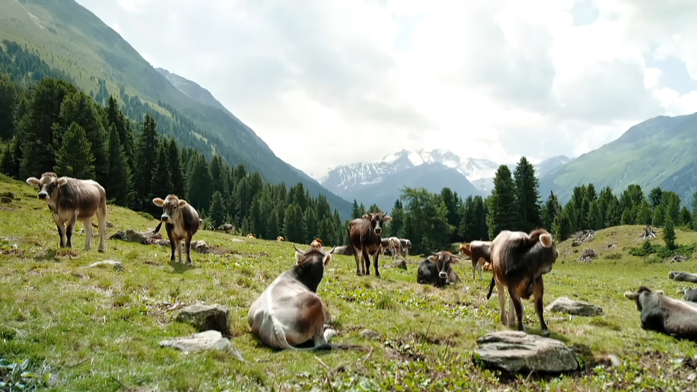 "Faszination Österreich - Tirol": Der Klimawandel trifft die Almen hart – Kühe genießen hier die Sonne.