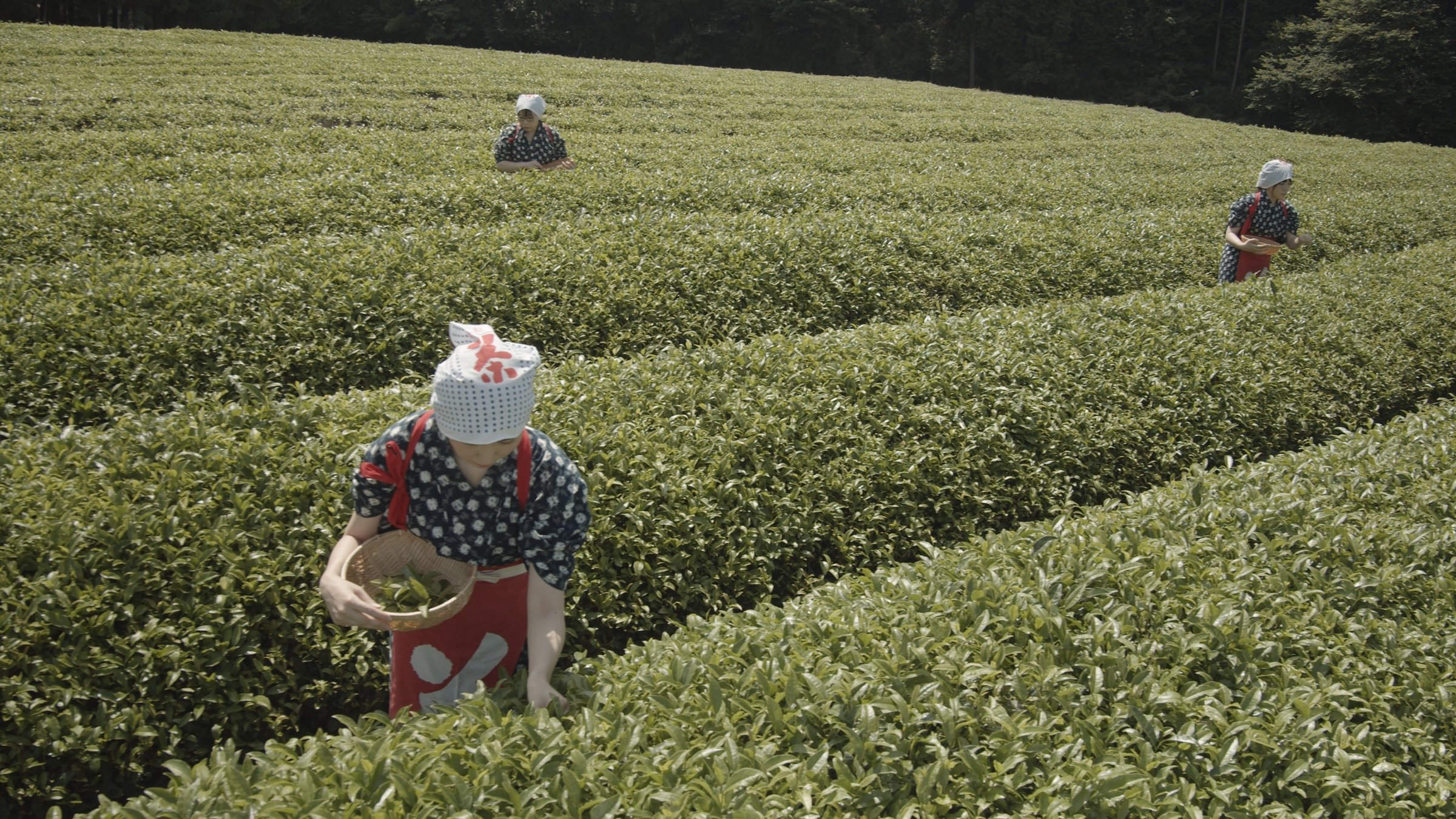 "Japan im Licht der Jahreszeiten - Frühling und Sommer": Drei Frauen in blau-roter Kleidung und weißem Tuch auf dem Kopf stehen in einem Feld. Sie pflücken Blätter von Büschen und legen sie in kleine Körbe.
