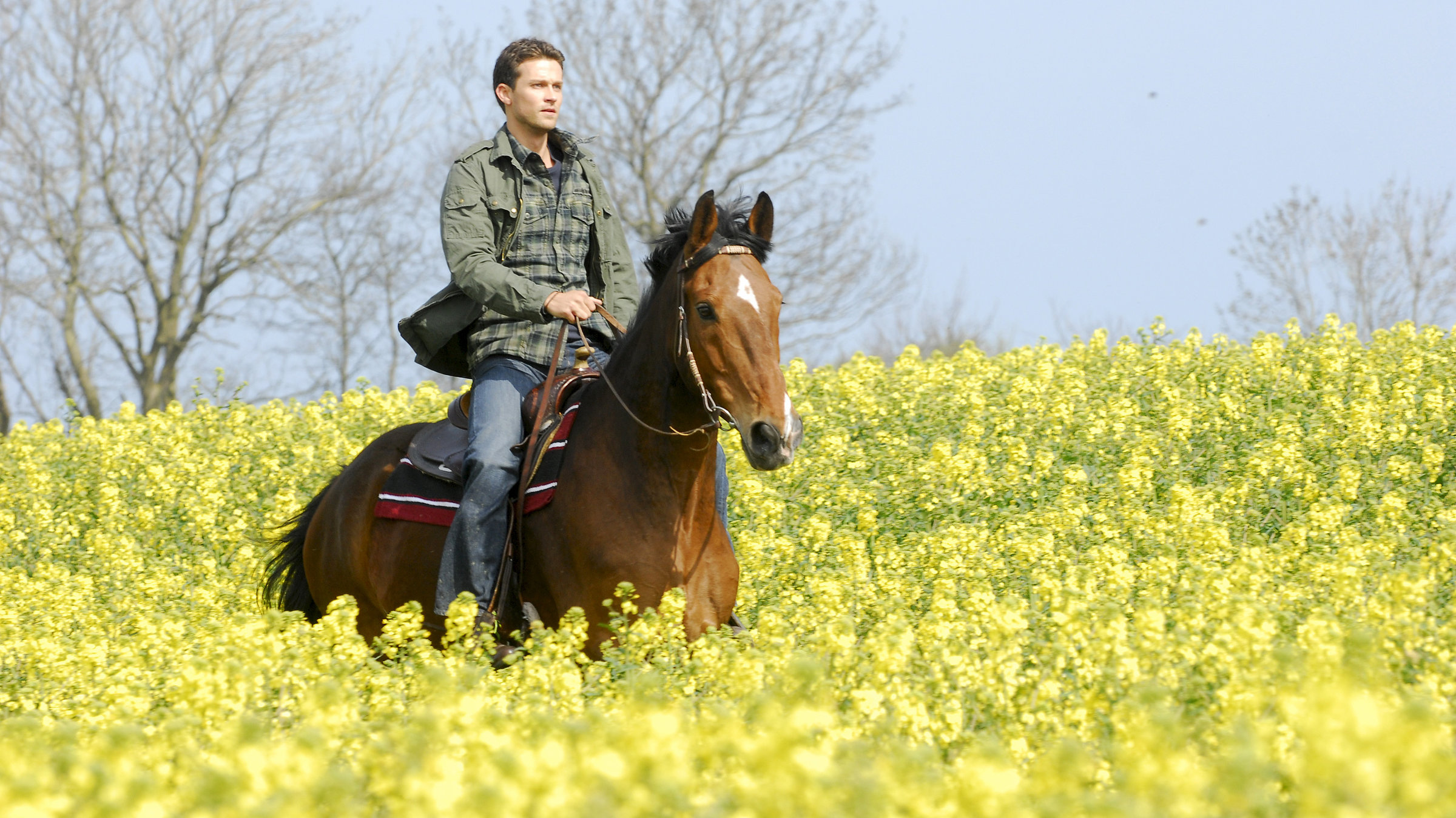 "Der Landarzt - Festgefahren": Jan Bergmann (Wayne Carpendale) reitet mit seinem Pferd durch eine meterhohe Blumenwiese.