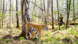 Sibirischer Tiger - Seele der russischen Wildnis