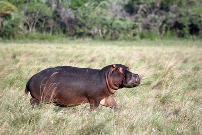 Juwel der Elefantenküste - Afrikas Wunderland Isimangaliso